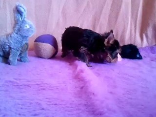 Vidéo0056