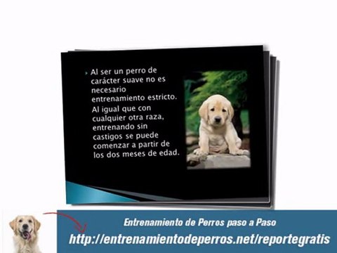 Entrenamiento de Perros y Adiestramiento de Cachorros