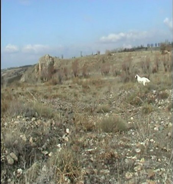 mişa çil ferma aport