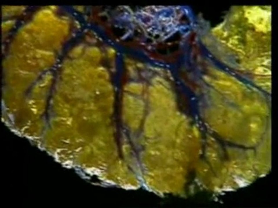 Sindirim Sistemi ( 8 )