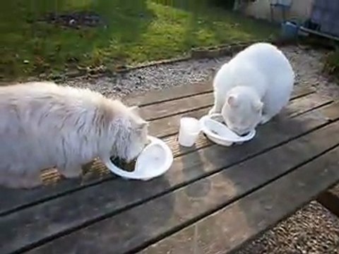 les animaux de la 8 difusion le 4 decembre 2011 a 11h30 sur direct 8 passion en picardie