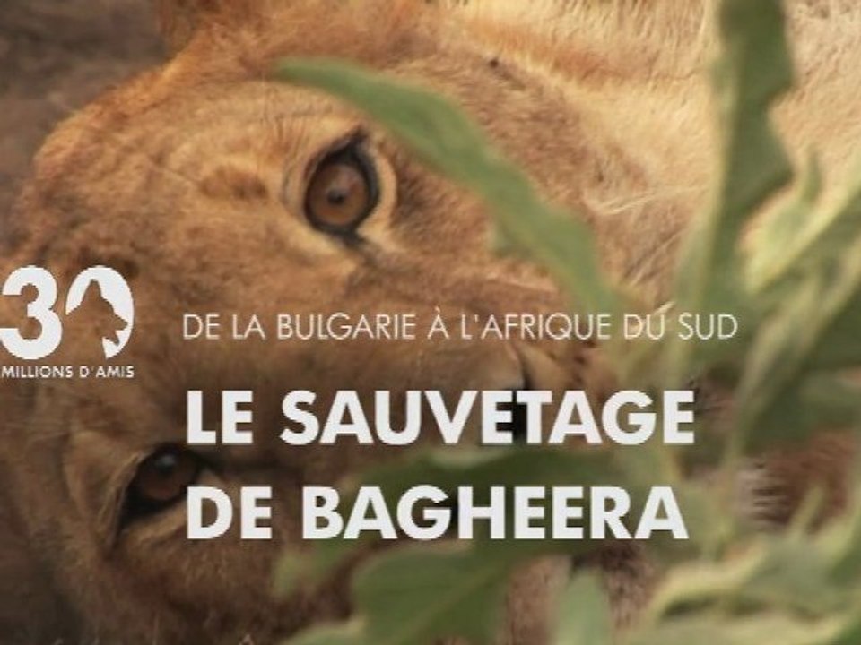 Le sauvetage de Bagheera