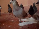 Pigeons Essaouira Mogador__King Droumi__ الحمام  الزاجل  بالصويرة