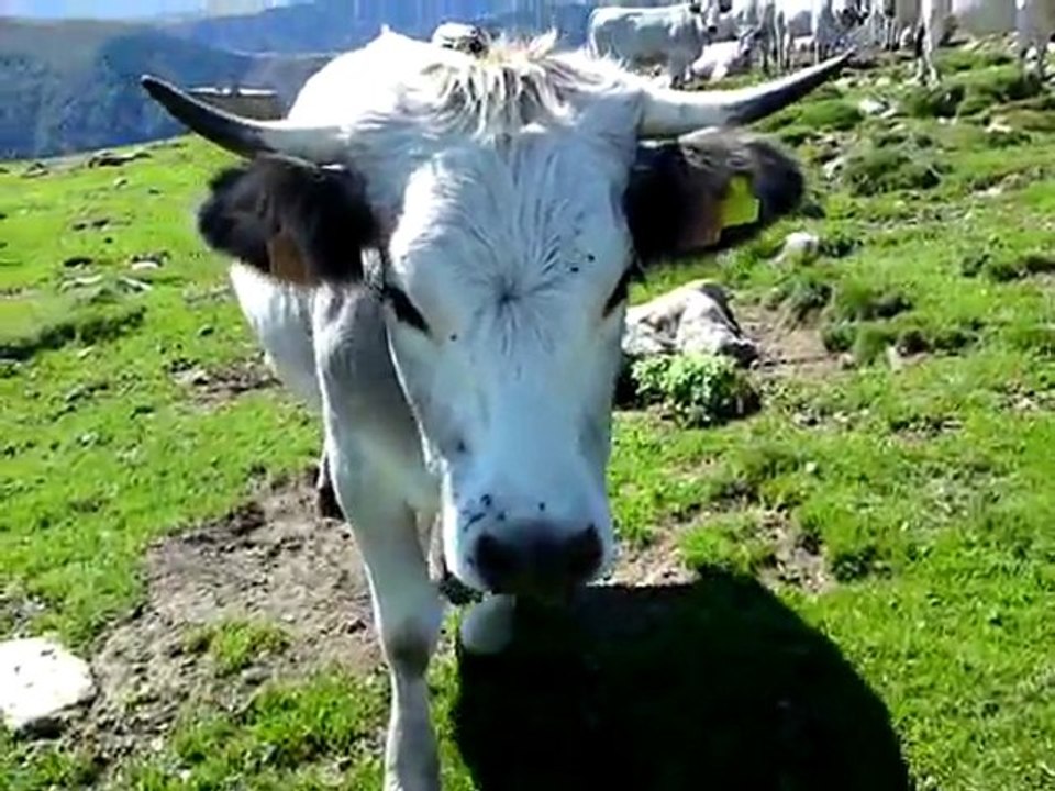 GR10 Ariègeois, à la cabane courtal marti, Le 09/092011 12h32