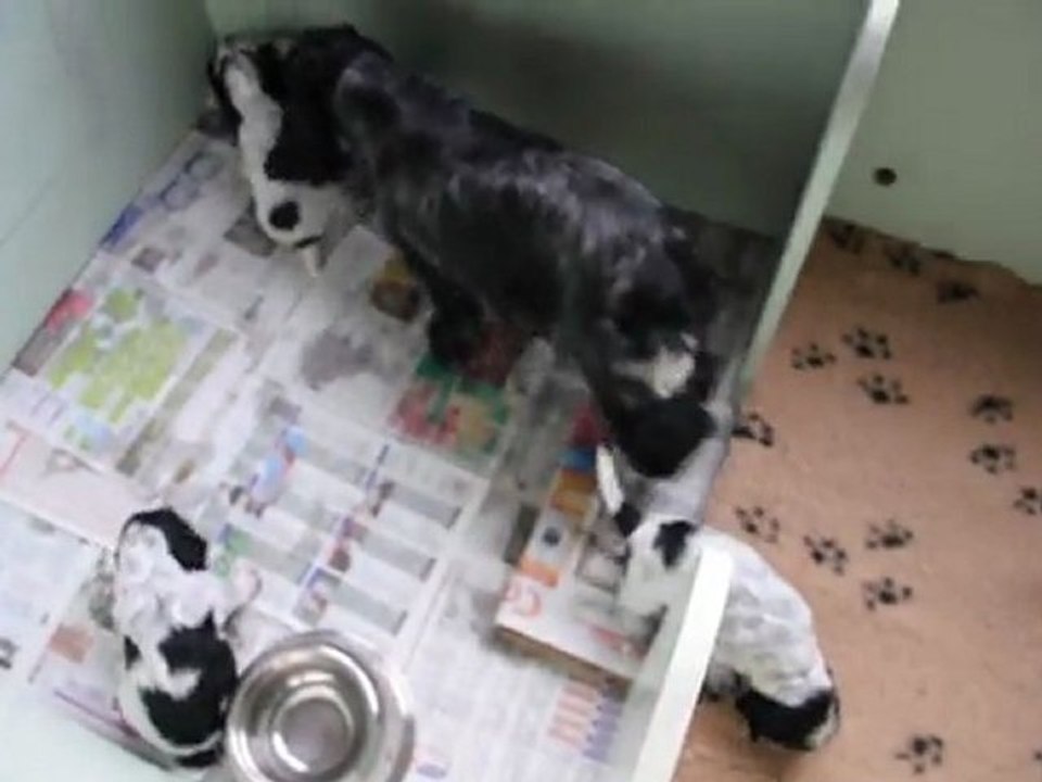 les chiots à 4 semaines