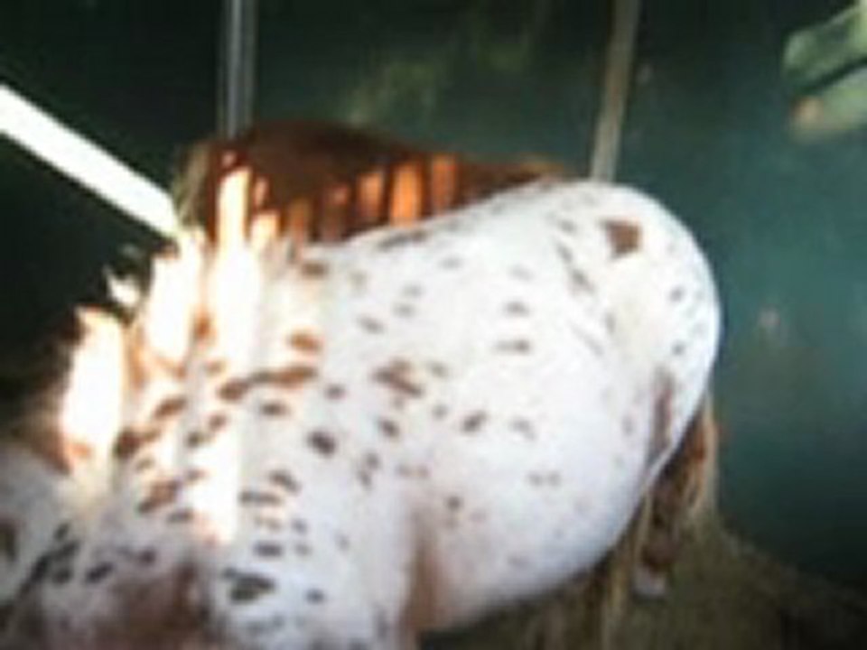 Lolita et d'autre poneys !! =)