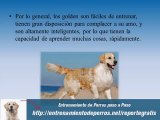 Guia de Adiestramiento Canino para Perros Golden
