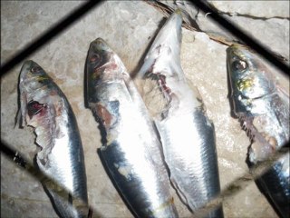 compil du mois de novembre