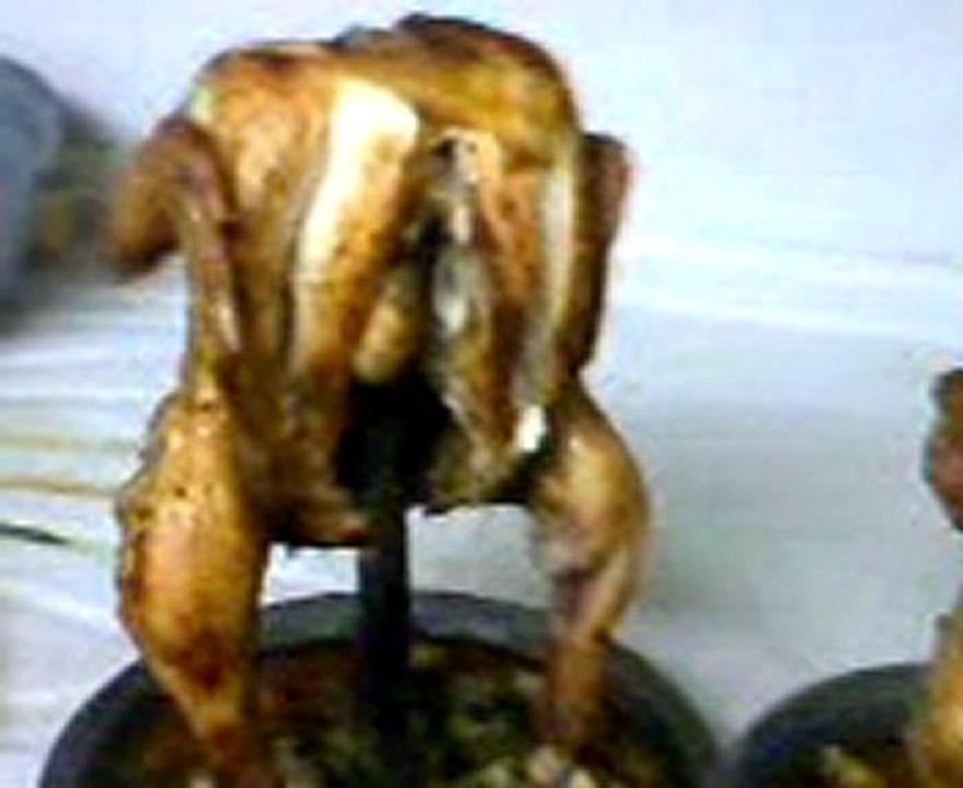 TENEKE    tavuk