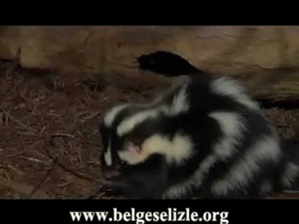 Kokarca Ailesi Av Peşinde  www.belgeselizle.org