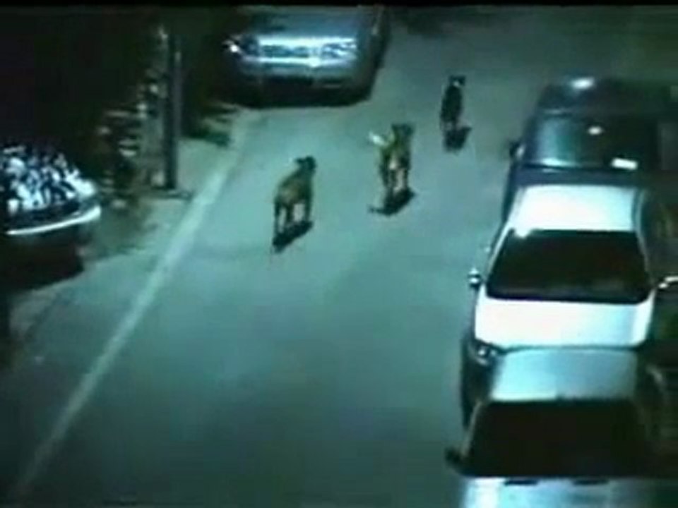 Köpekler Kadar olamayanlar