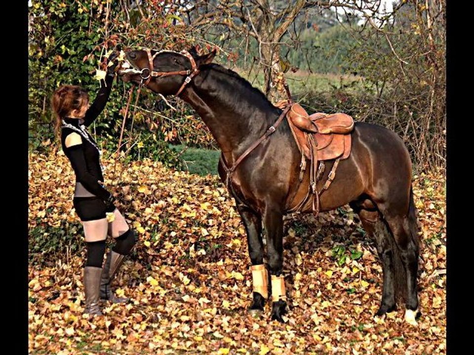 Le cheval des étoiles