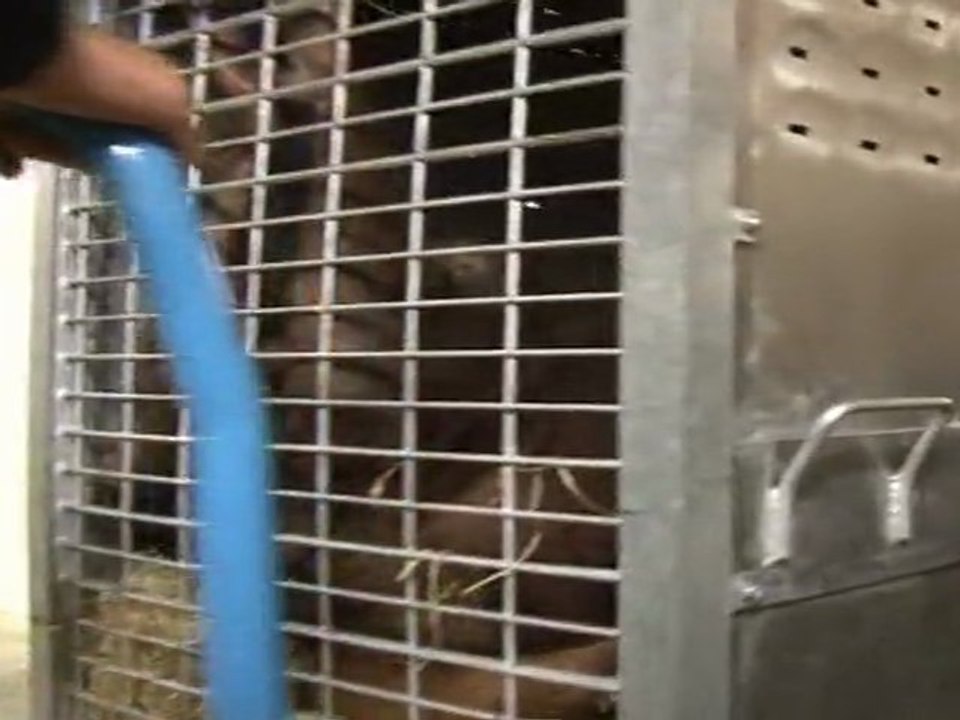 Arrivée orang-outan