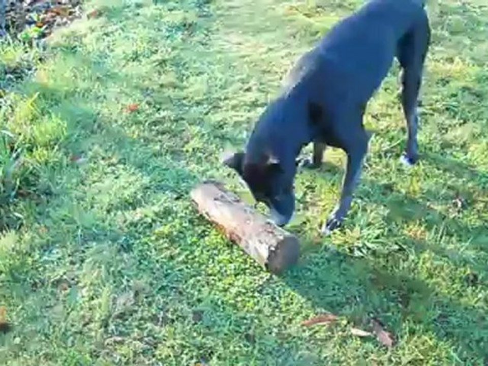 bûche reprise
