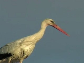 Film Cigogne blanche - LPO