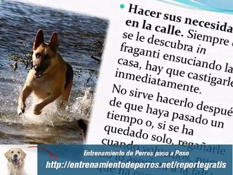 Adiestramiento de Perros Pastor Aleman Cachorro