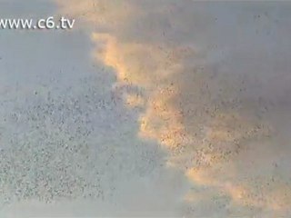 Il ballo delle rondini