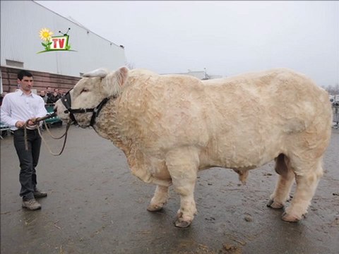 JT Vendée agricole TV du vendredi 02 décembre 2011