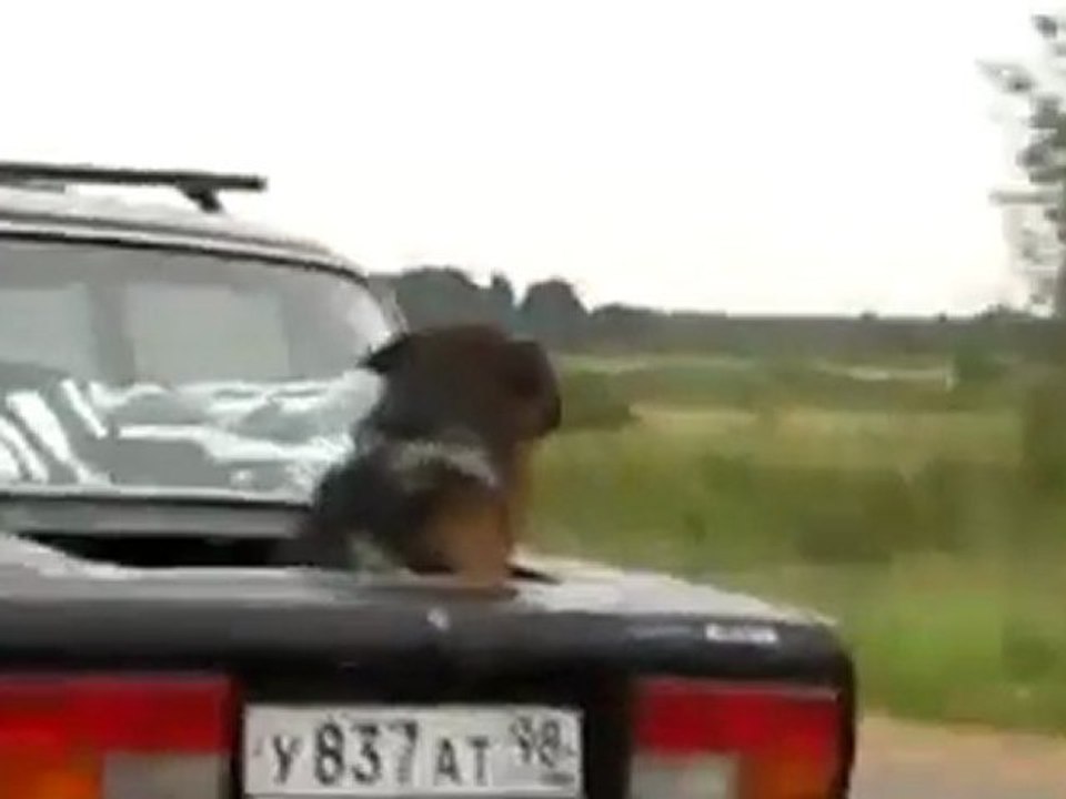 Dog in the Trunk