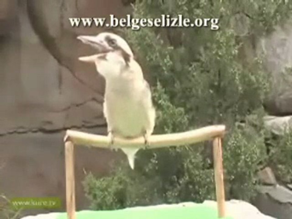 Kookaburra Kuşu Şaşırtıyor  www.belgeselizle.org