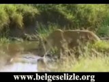 Aslanlar ve Avları  www.belgeselizle.org
