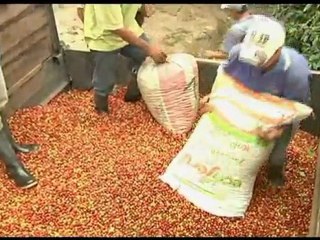 Compañía Cafetera La Meseta S.A. | Café para el Mundo | Café de Colombia