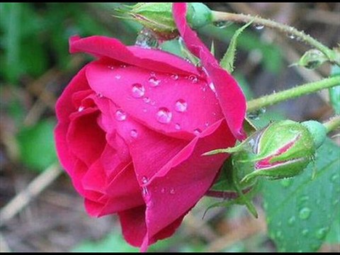 DEĞDİ SAÇLARIMA BAHAR GÜLLERİ