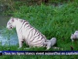 Naissance de deux tigres blancs dans un zoo du Calvados