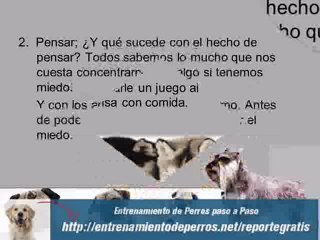 7 Trucos que todos quieren ver del Adiestramiento Canino
