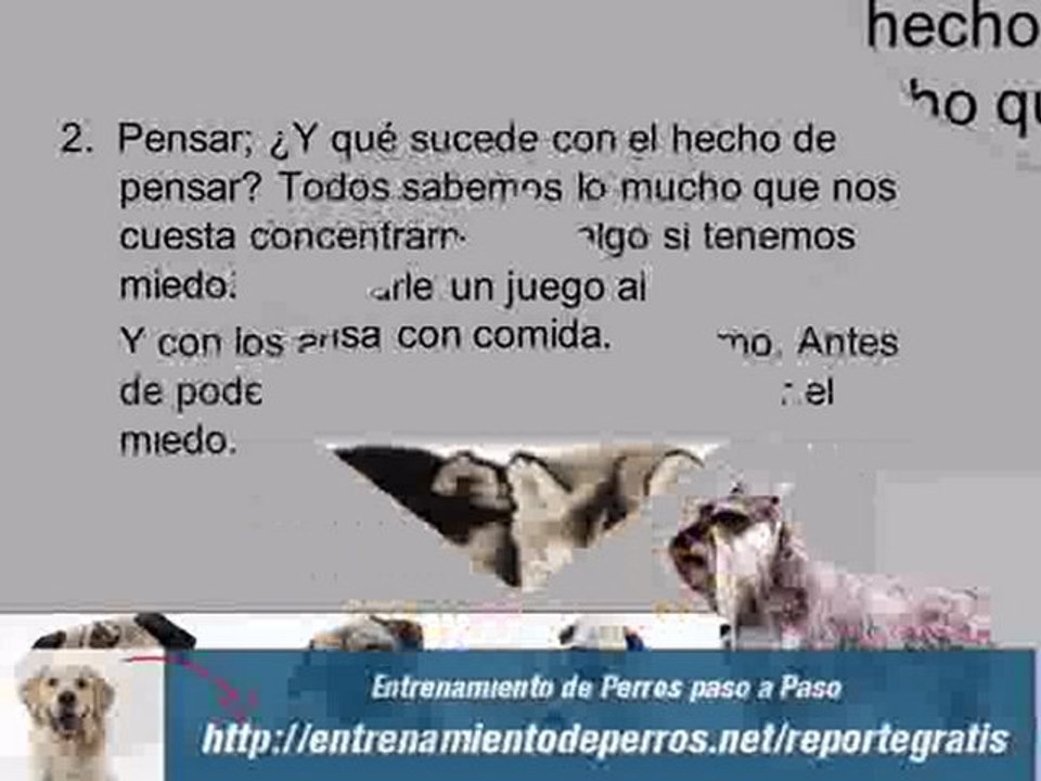 7 Trucos que todos quieren ver del Adiestramiento Canino
