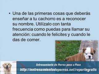Los Mejores Secretos del Entrenamiento Canino