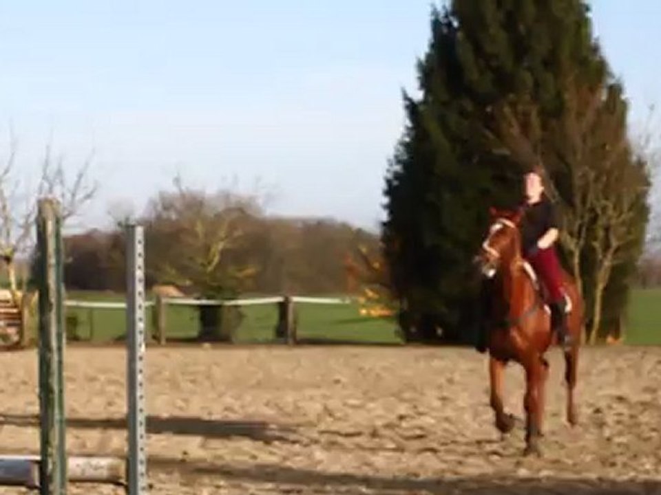 Hongre 5ans a vendre