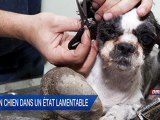 Toto le chien très sale du Quebec