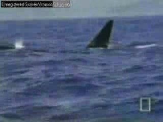 montage video orque et musique