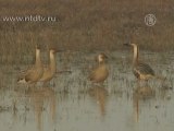 На озере Поянху в КНР будет зимовать 400 тыс. птиц