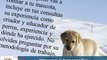 Adiestramiento de Perros Labradores