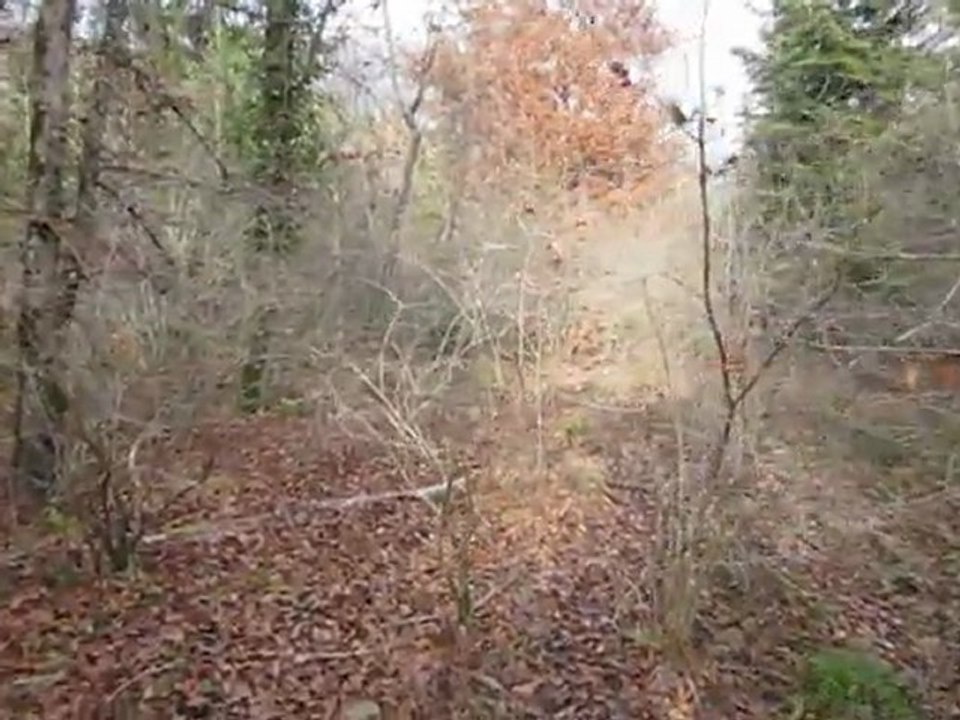 TECKELS DU BOIS D'IVRES CHASSENT LES COCHONS