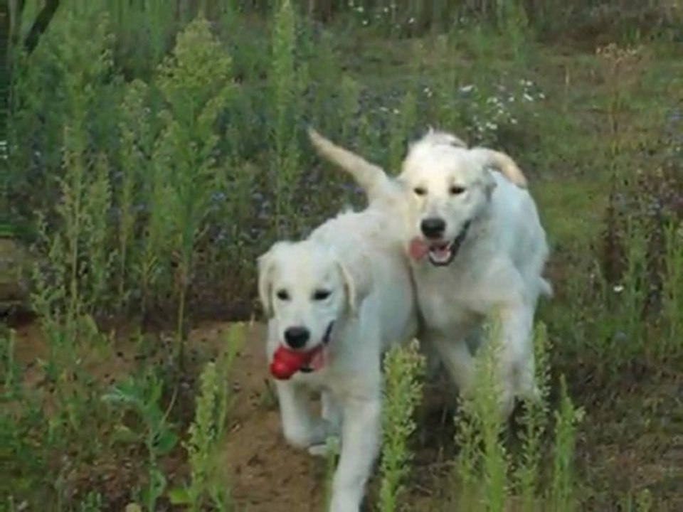 Guidelle Gaia Guiness août 2011