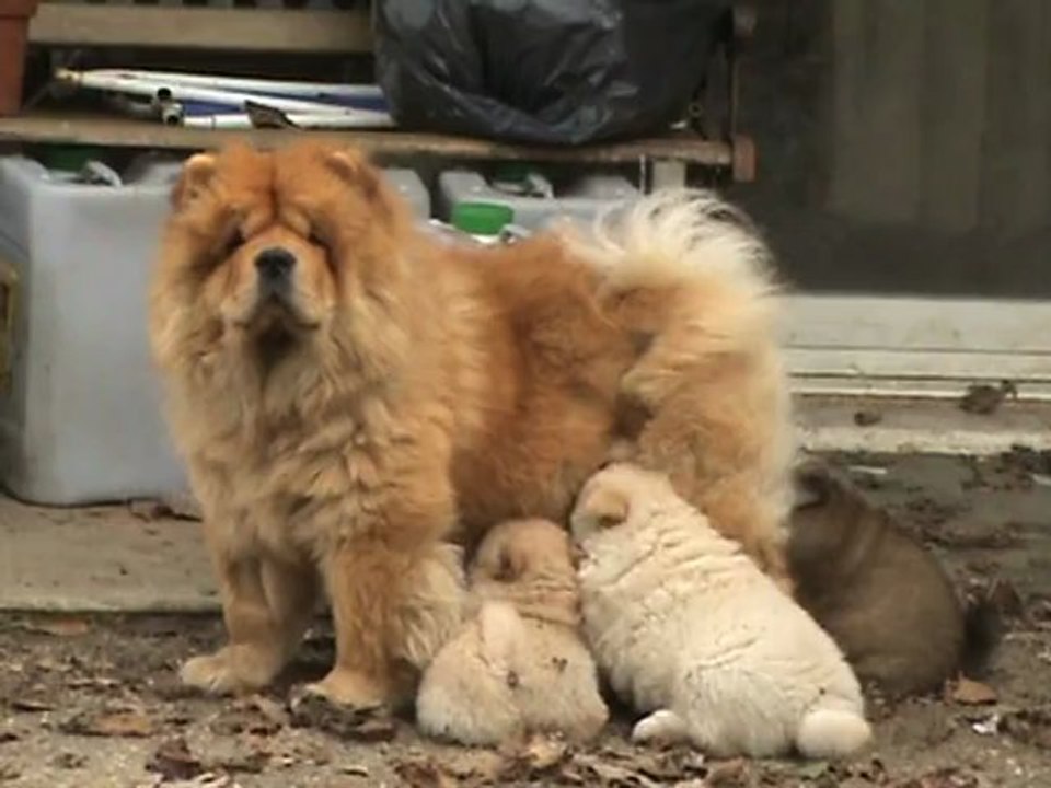 chiot emy
