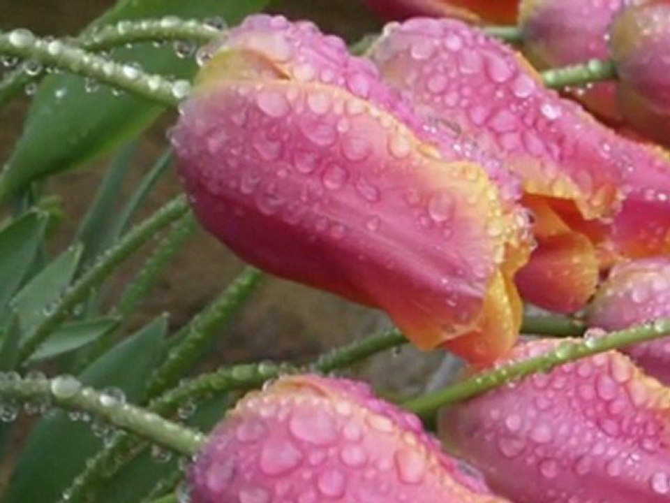 ARİF SAĞ-SİVAS ELLERİNDE SAZIM ÇALINIR