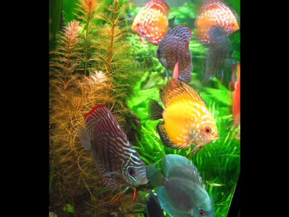 Aquarium_Pond_Service