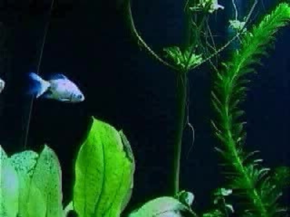 FishTank