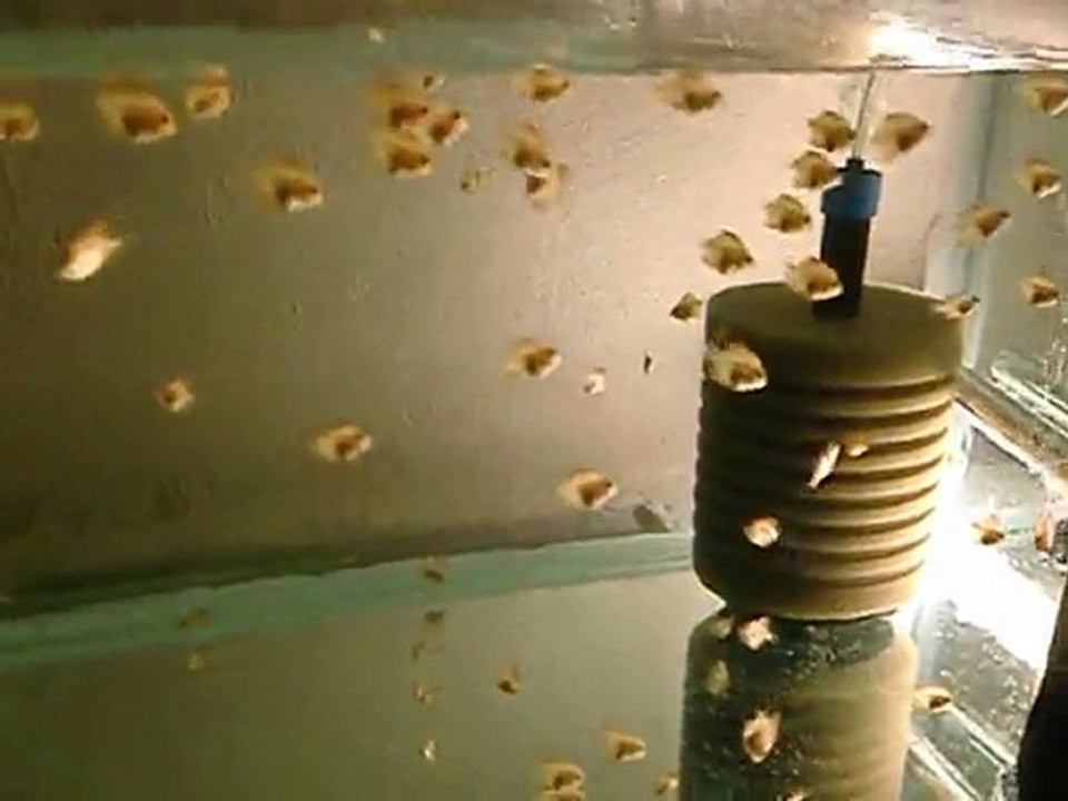 pigeon blood discus yavrularım