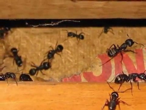 Bellingham WA Home Inspections King of the House Home Inspection