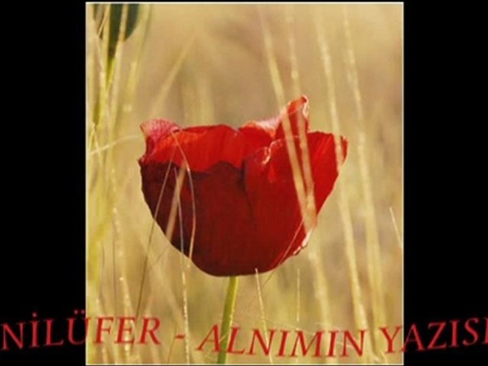 Nilüfer - Alnımın yazısı