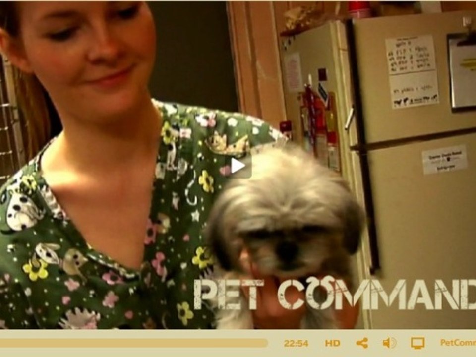 Pet Commando Ep. 5 : Dumpster Puppies