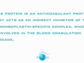 Annexin A8 Recombinant Protein