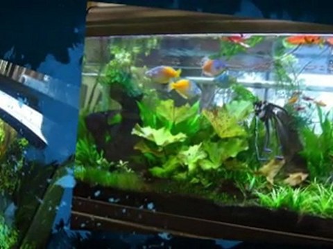 Pond & Aquarium Service in Malibu