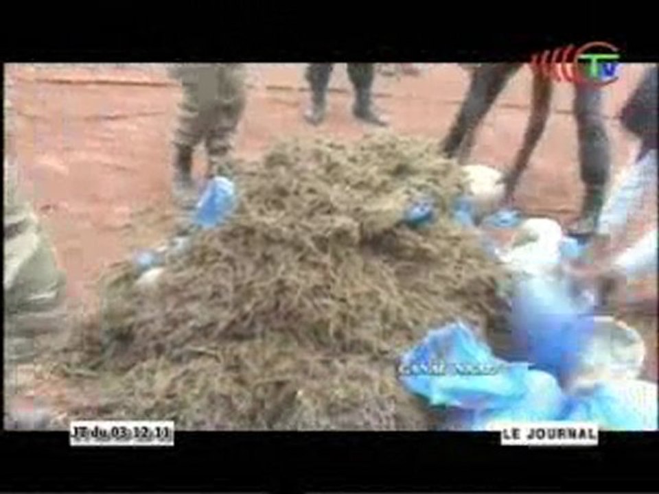 Une arrestation pour trafic de drogue à Mandingou dans la Bouenza