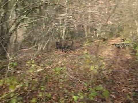 CHASSE AUX SANGLIERS AVEC MES TECKELS